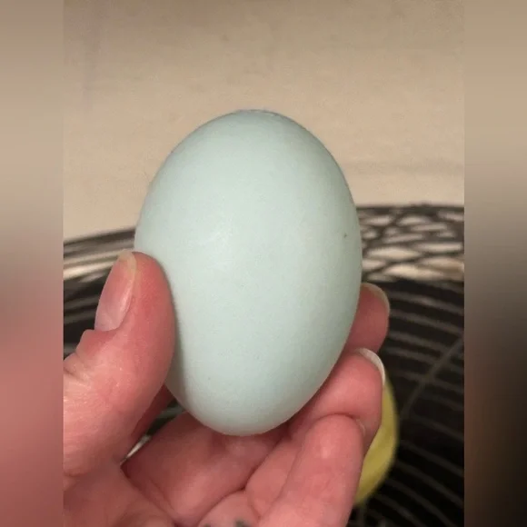 Vintage Wire Basket Chicken/Hen + 5 Plastic Eggs - Picture 6 of 6